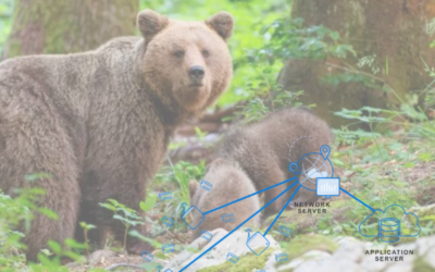 LoRaWan per il tracciamento e gestione orsi