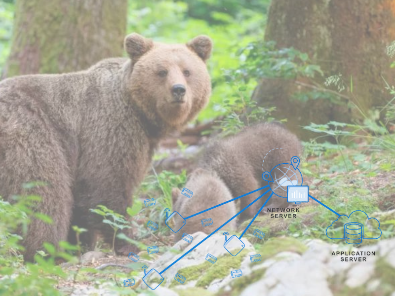 LoRaWan per il tracciamento e gestione orsi